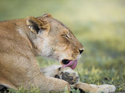 Löwin in der Mogothlo Concession in Botswana 