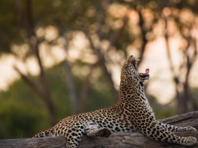Ein Leopard im Okavango Delta - Botswana Safari 