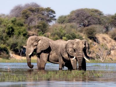Elefanten trinken am Boteti in Meno a Kwena in Botswana 