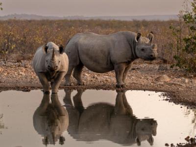 Nashörner im Ongava Game Reserve
