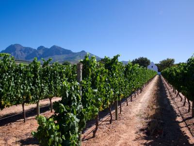 Weinanbau auf dem Weingut Babylonstoren in Südafrika